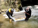 Migrating trout being released in Alameda Creek