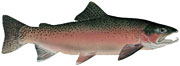 steelhead